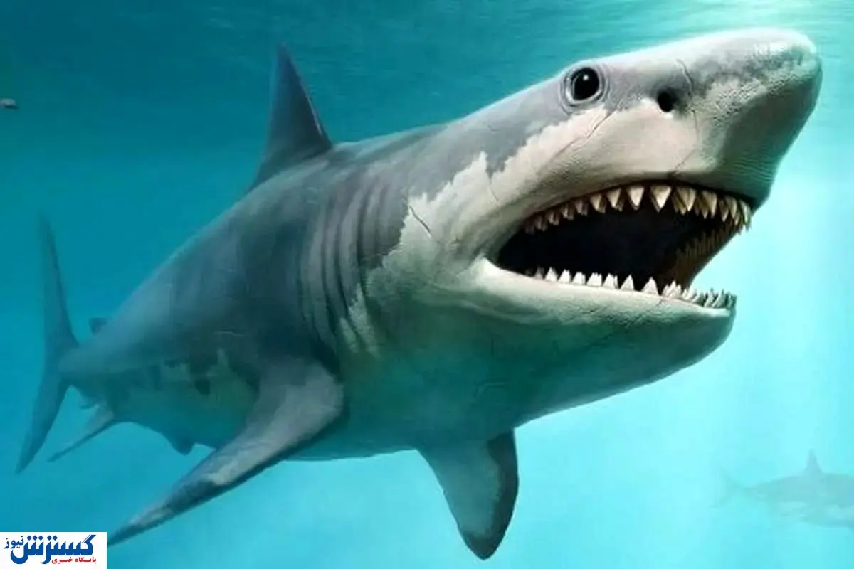 لحظه دلهره آور حمله کوسه به گردشگران بیچاره + ببینید