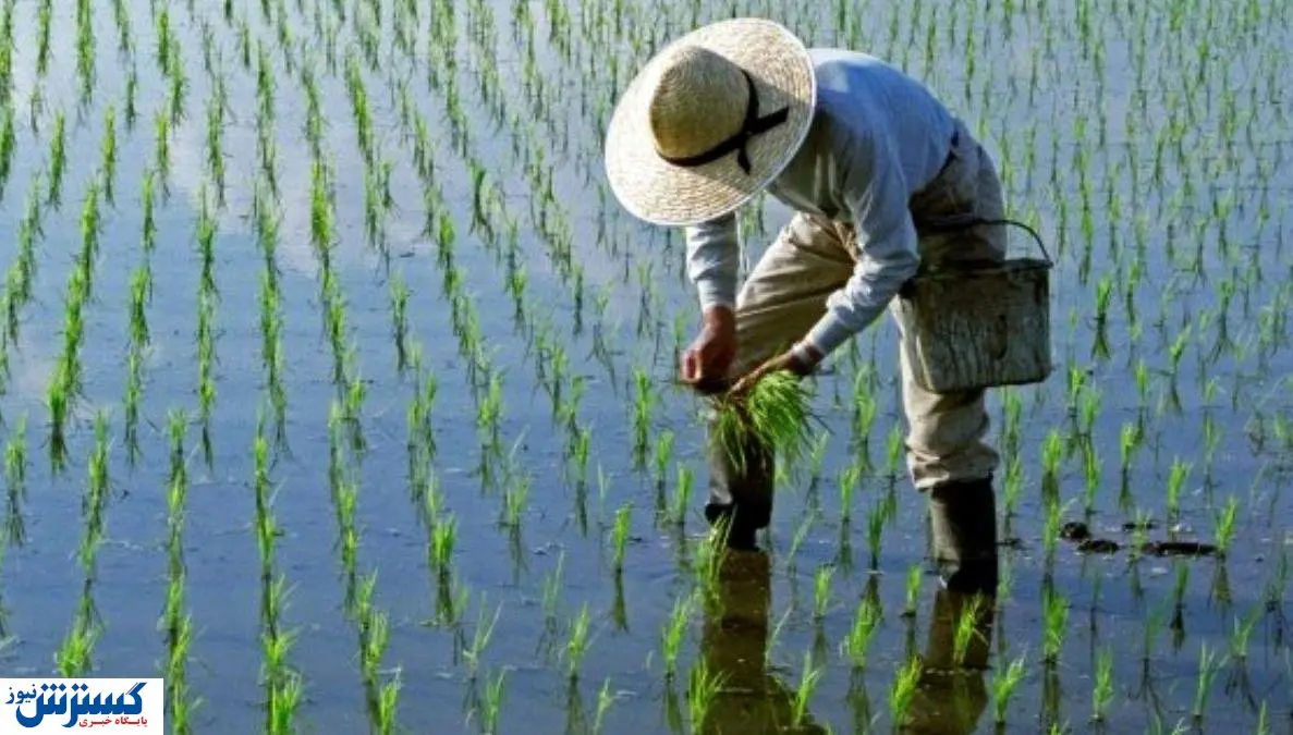 کشت پاییزه بدون کود؛ کشاورزان در بحران فرو رفتند