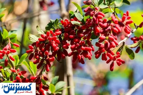 بورس زرشک و عناب راه اندازی می شود