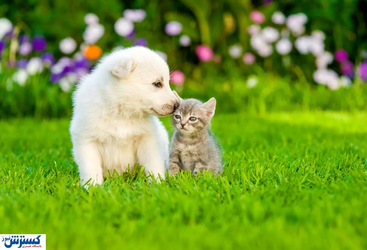 ایران درهای واردات را به روی سگ و گربه باز کرد