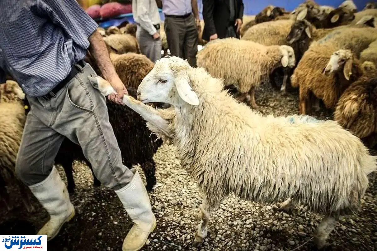 گوشت یک بار مصرف شد !