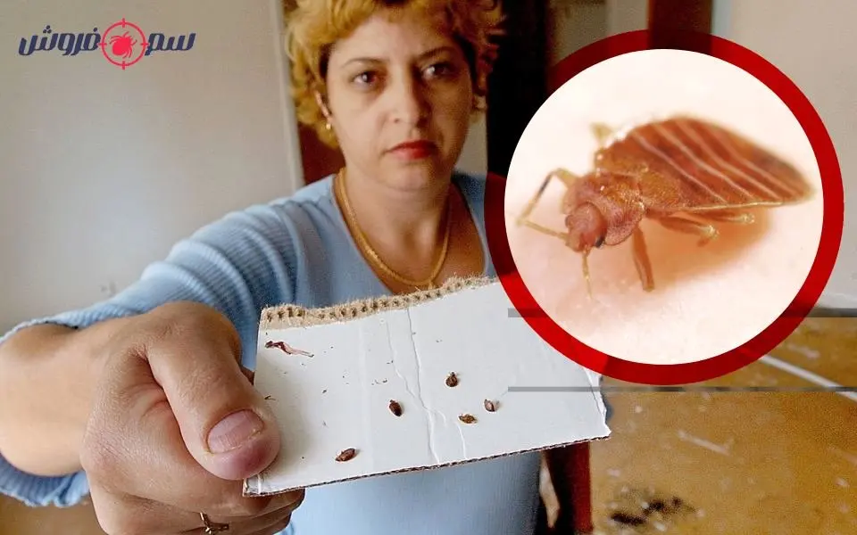 ساس از کجا میاد؟ قوی ترین سم برای ساس چیست؟ (طبق راهنمای متخصصین)