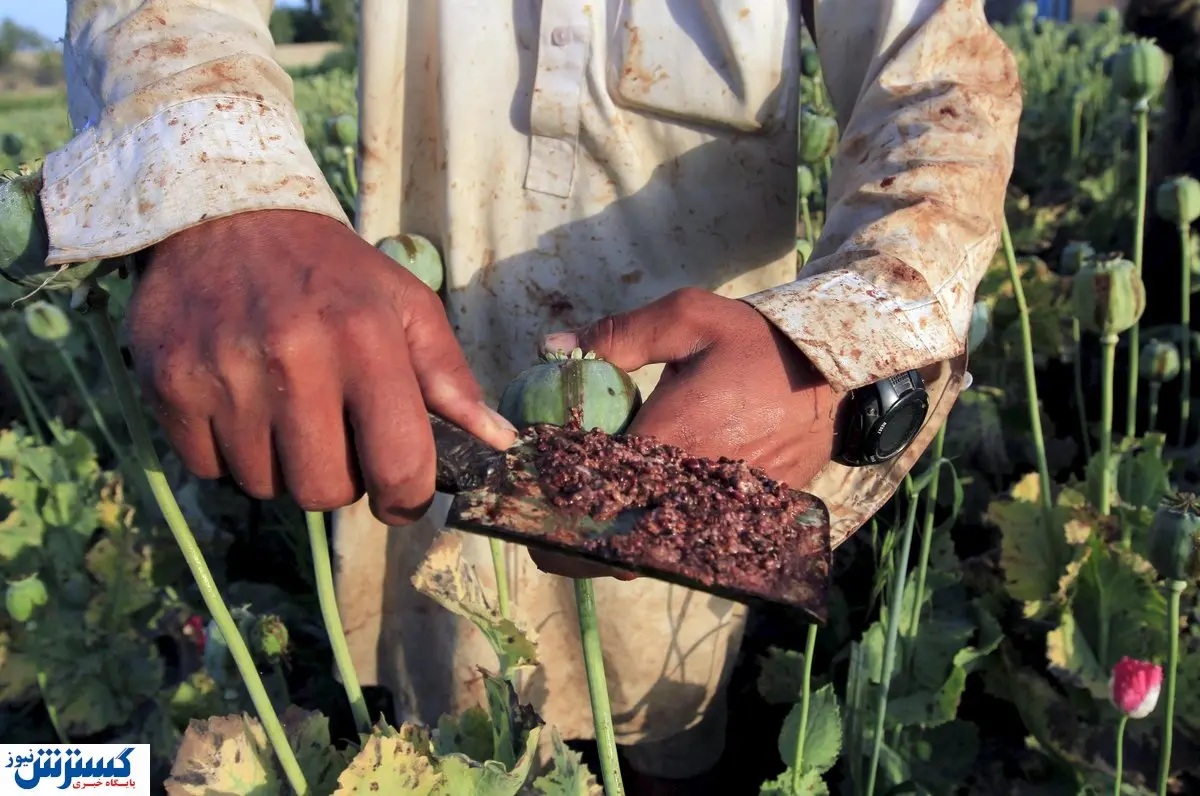 پرونده کشت خشخاش در ایران دوباره باز شد