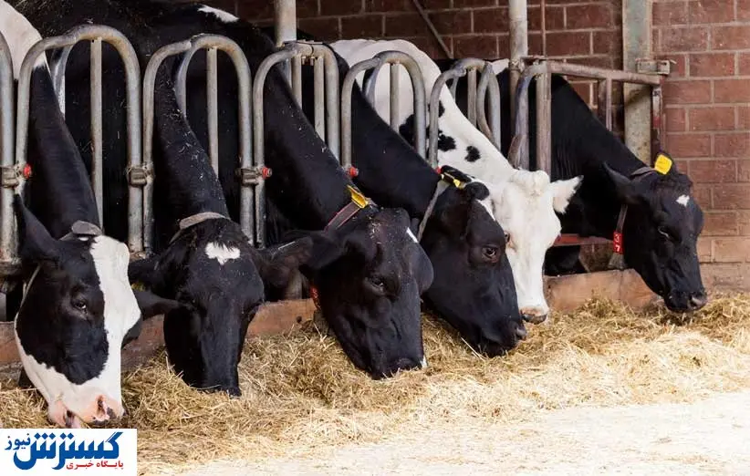 ورود قاطعانه تنظیم بازار درباره قیمت دام | راه واردات باز شد