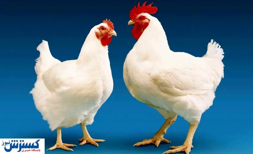 جنجال بر سر مصرف تریاک برای مرغ ها | بیانیه مرغداران صاد شد