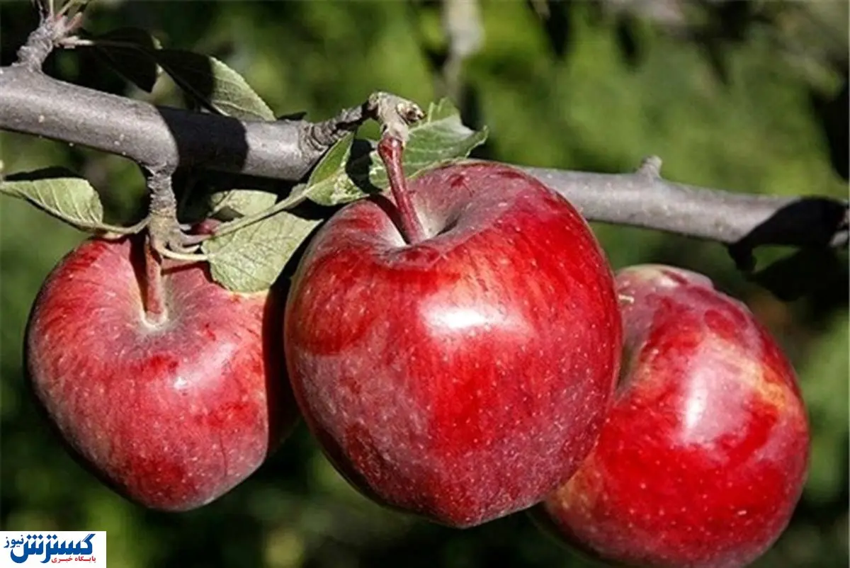 محموله عظیمی از ایران راهی عراق و افغانستان شد