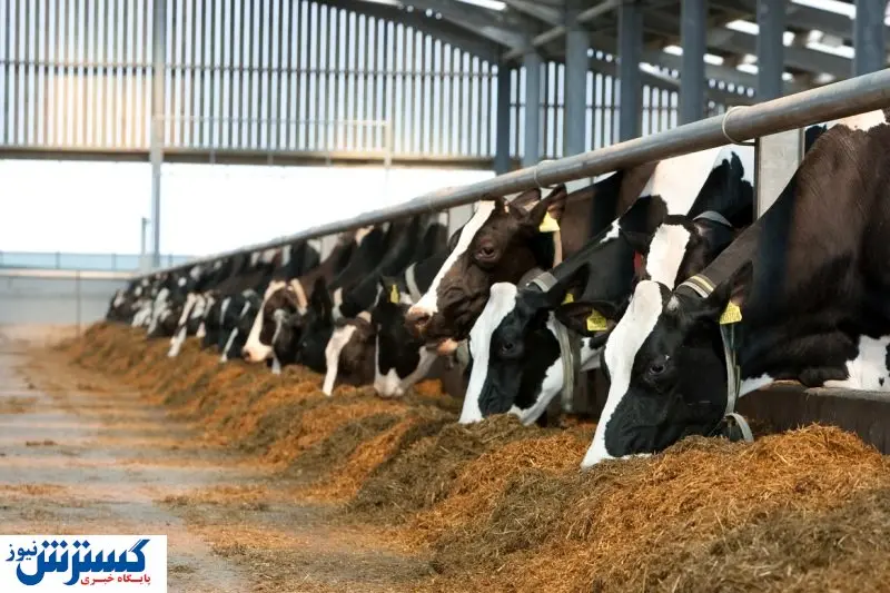 خبر بد درباره دام زنده در ایران اعلام شد