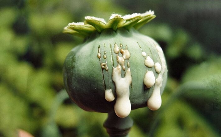 ضربه جدید افغانستان ؛ تریاک در ایران نایاب شد !