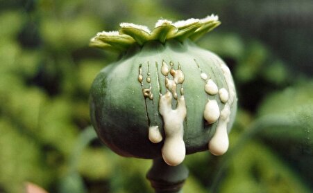 ضربه جدید افغانستان ؛ تریاک در ایران نایاب شد !