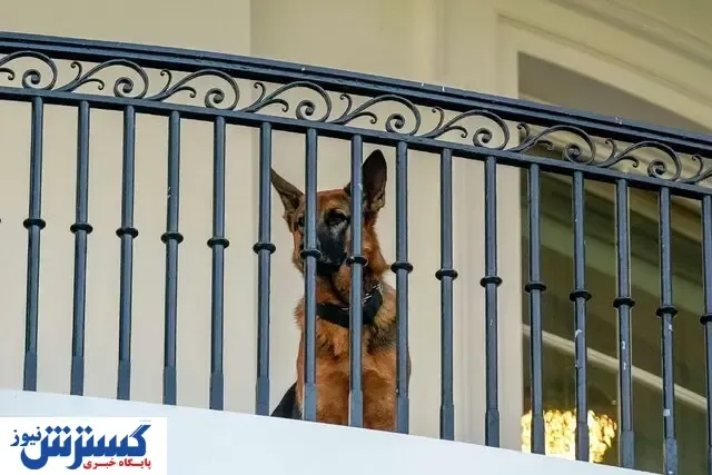 سگ خانواده بایدن از کاخ سفید اخراج شد