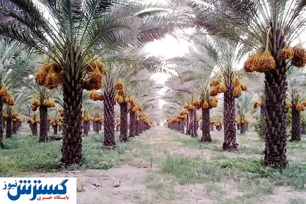 آفات در کمین نخلستان‌های بوشهر