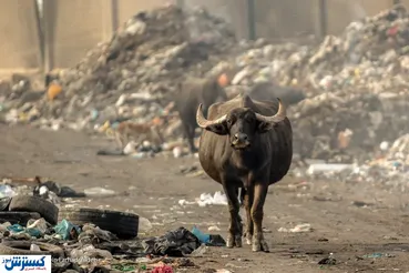 تصاویر/ پرسه حیوانات اهلی میان زباله‌های بیمارستانی