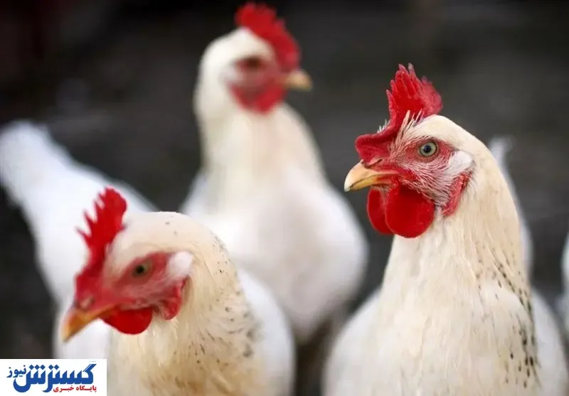 بررسی وضعیت صنعت مرغدارای در یک سال اخیر