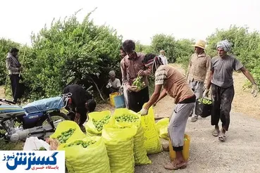 خودکفایی در گرو ظرفیت‌های اقلیمی