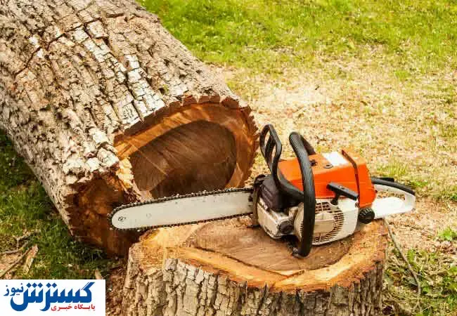 واکنش اعضای شورا نسبت به قطع درختان در سعد آباد