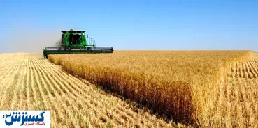 ضرورت توسعۀ گندم‌ کاری دیم و لزوم استفاده از دانش روز