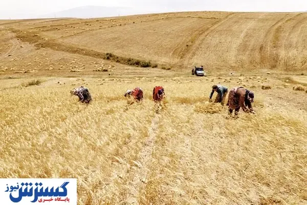 «خشکه کاری» هزینه‌ کشاورزان را کاهش می‌دهد؟