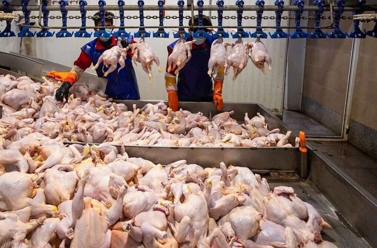 قیمت جدید مرغ در ۸ بهمن |  بازار آرام شد؟