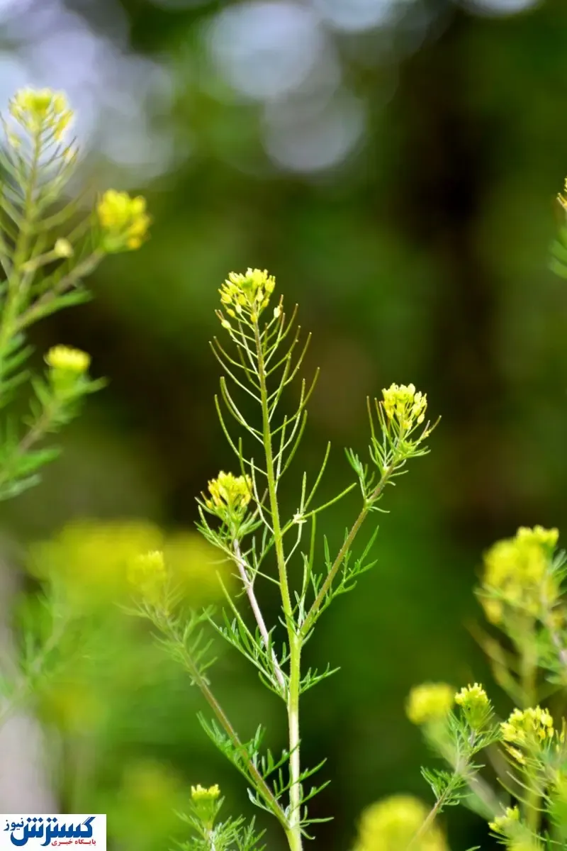 درمان کبد چرب با خوردن این علف هرز