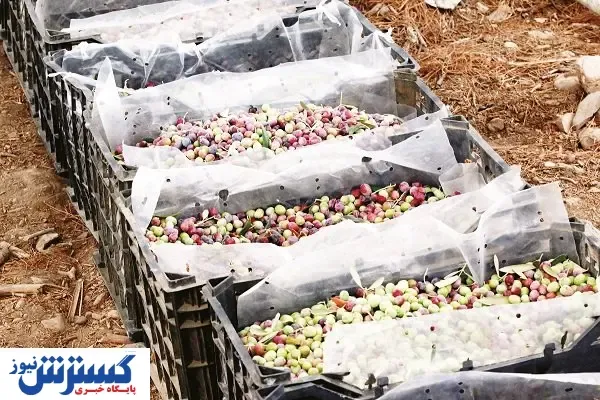 مشکلات کشاورزی صادرات‌محور پابرجاست