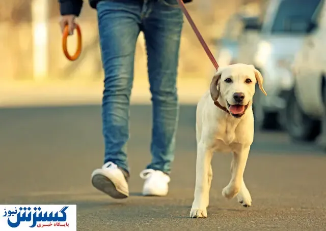 مصوبه جدید درباره سگ گردانی در شهر