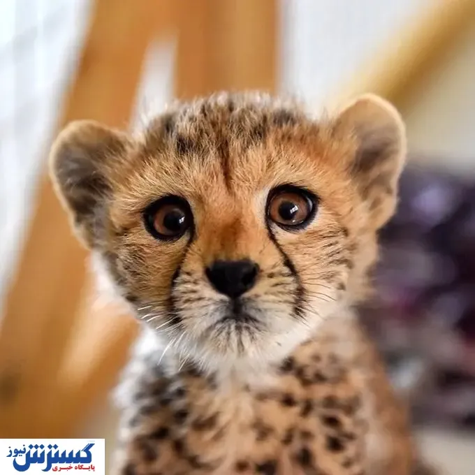 پیروز در تهران ماندنی شد