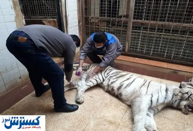 چرا ببرهای پارک ارم یکی یکی جان می‌دهند! + عکس