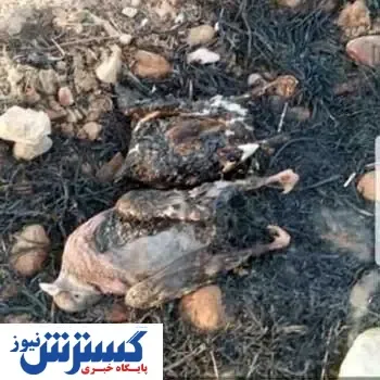 تصاویر/ حیوانات زاگرس در آتش سوختند