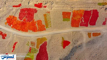 تصاویر/ قطب فلفلی ایران را بشناسید