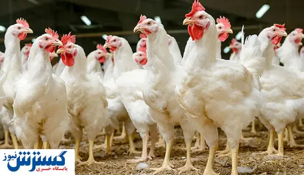 آنفلوآنزا جان چند پرنده در ایران را گرفت؟