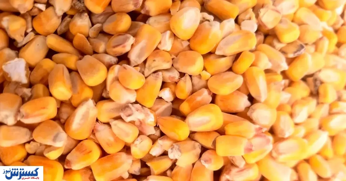 واردات نهاده دامی به صورت گسترده