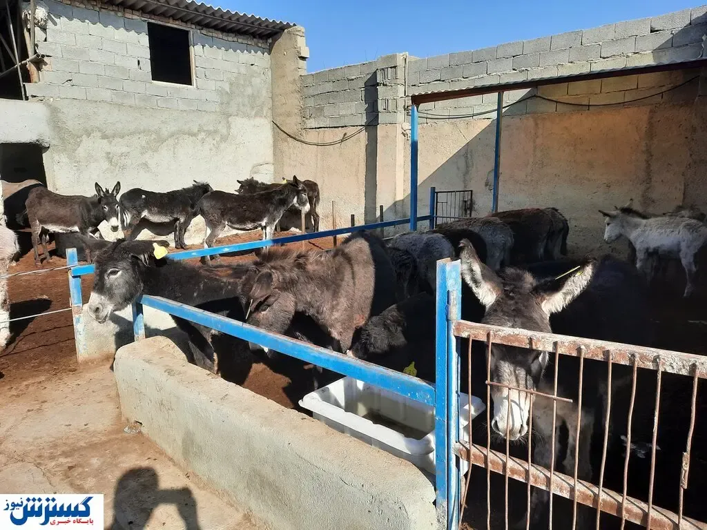 گرانی به عنبر نسارا رسید!