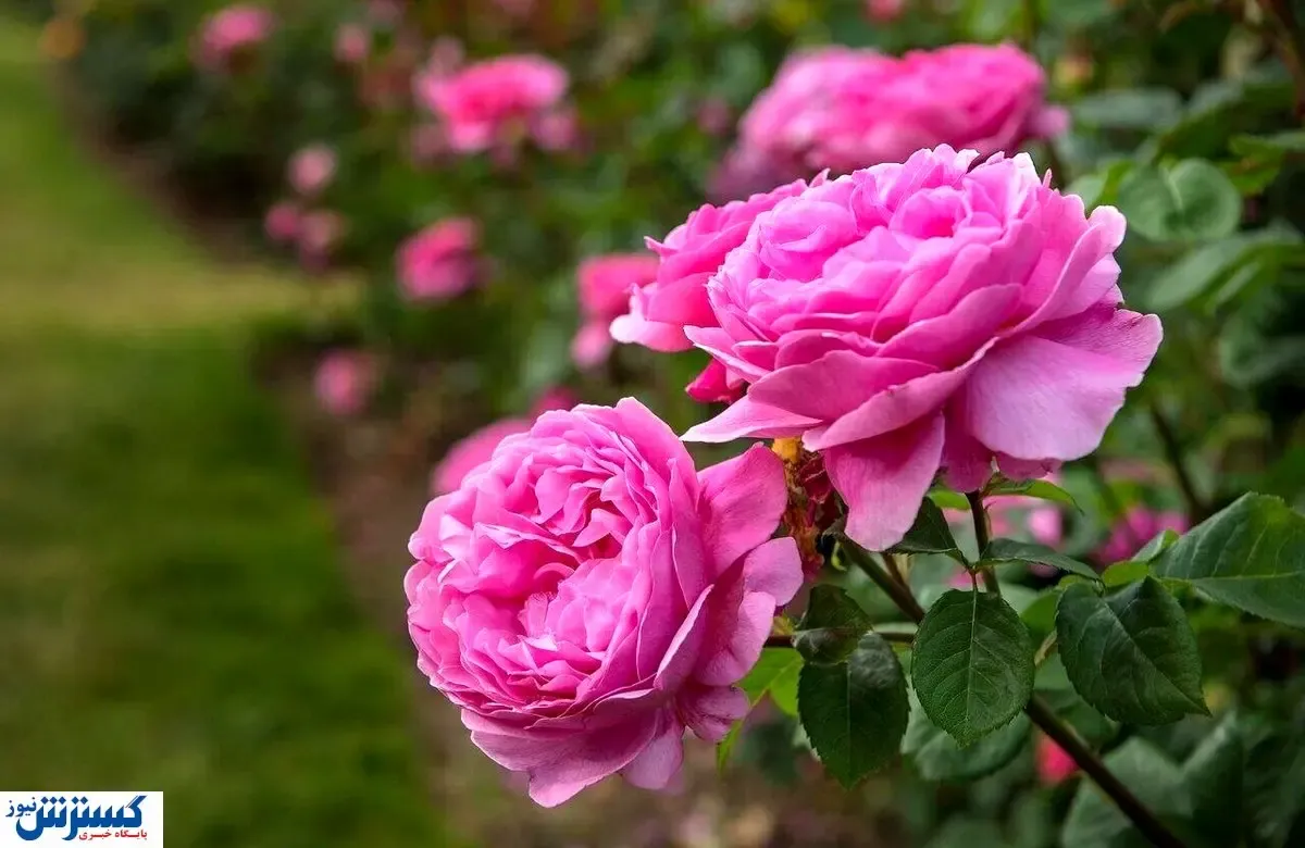 تولید ۷۱ درصدی این گل در ایران / درآمد چقدر است؟