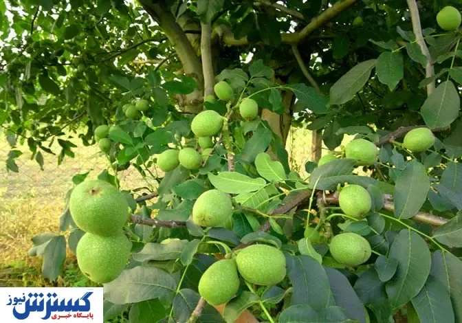 استعلام قیمت و خرید نهال گردو در کمتر از 5 دقیقه