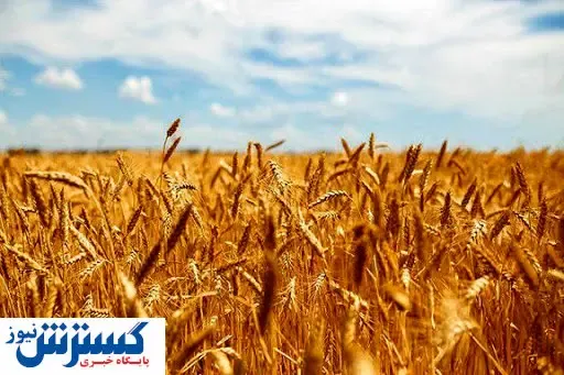 خرید تضمینی گندم ۷ درصد رشد کرد