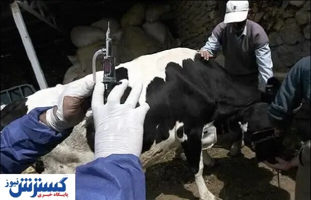۳۶۵ میلیون دز واکسن دامی در کشور تولید می‌شود