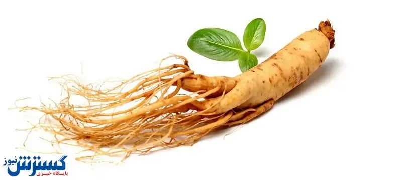 با گیاه جوانی آشنا شوید