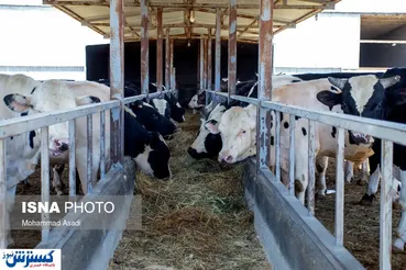 تصاویر/ وضعیت این روزهای صنعت دامپروری