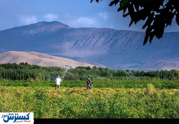 تصاویر / برداشت لوبیا در سلسله