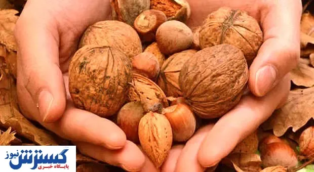 بهترین ارقام نهال گردو و نهال بادام در پاییز 1400