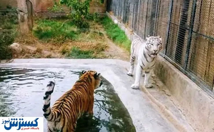 واقعیت ماجرای درگیری دو ببر در باغ ‌وحش ارم تهران چه بود؟