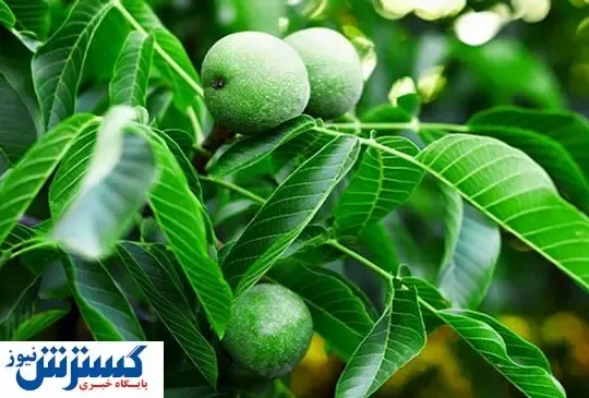معرفی نهال گردوی مناسب استان کرمانشاه
