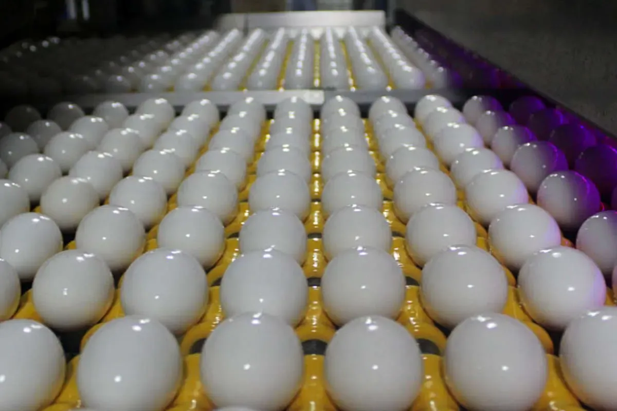 شوک قیمتی به بازار تخم‌مرغ / نرخ هر شانه به ۵۵۰ هزار تومان می‌رسد؟