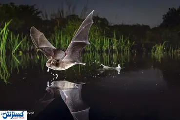 تصاویر/ منتخبان مسابقه عکاسی بیگ پیکچر ۲۰۲۰