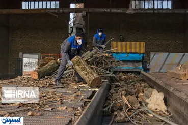 تصاویر/ خودکفایی  در «صنعت چوب» شمال