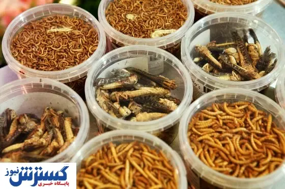 بازار خوراک حشره رونق گرفت
