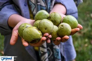 تصاویر/ پایتخت گردوی ایران