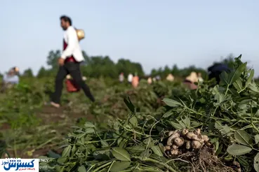 تصاویر/ تماشای مزرعه بادام زمینی