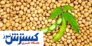 هشدار درباره مصرف سویا برای این افراد!