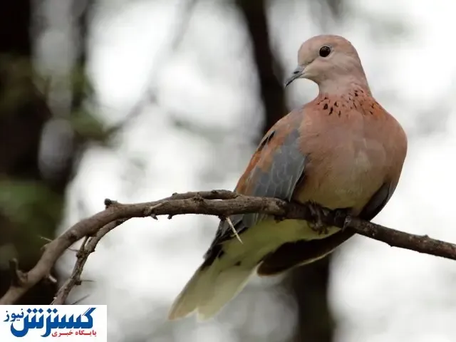 معرفی گونه‌های مختلف پرندگان در واگن مترو